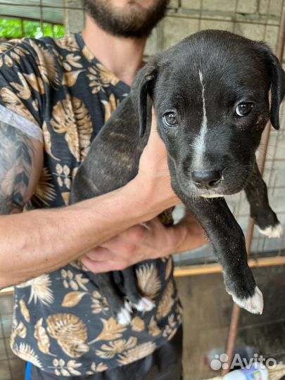 Щенки питбультерьера