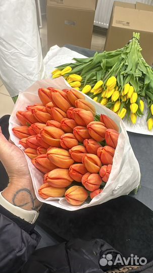Продам тюльпаны