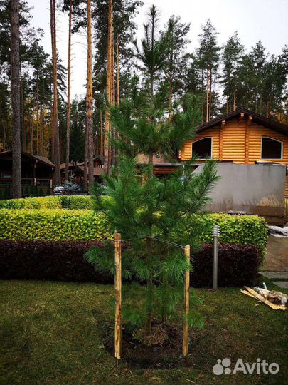 Кедр Сибирский 1,8-3,5 метра