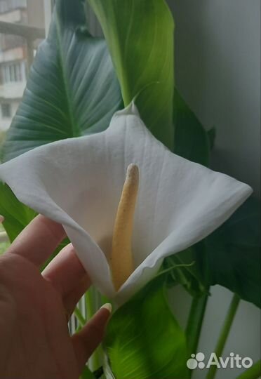 Калла эфиопская детки и гвоздика горшкавая