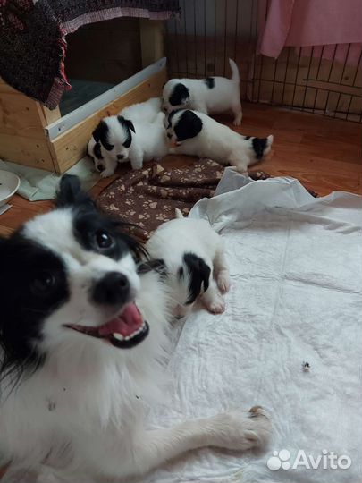 Щенки папийона