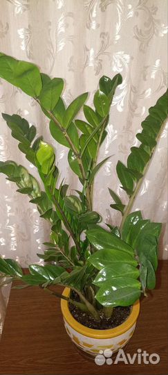 Замиокулькас