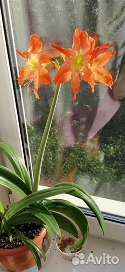 Гиппеаструм или аммаралис