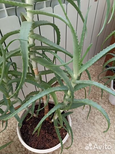 Алоэ столетник