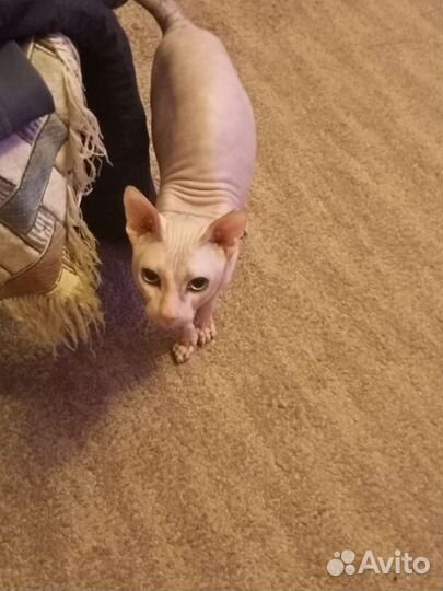 Кот.Донской сфинкс. Вязка