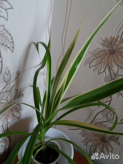 Панданус вариегатный