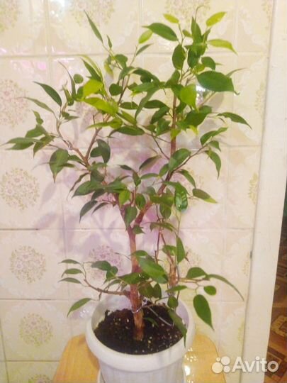 Похожи на бонсайчики