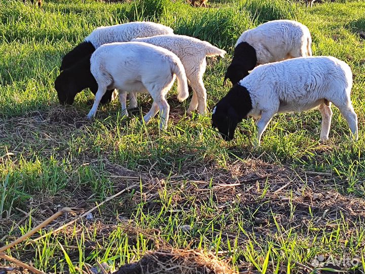 Овцы бараны ягнята