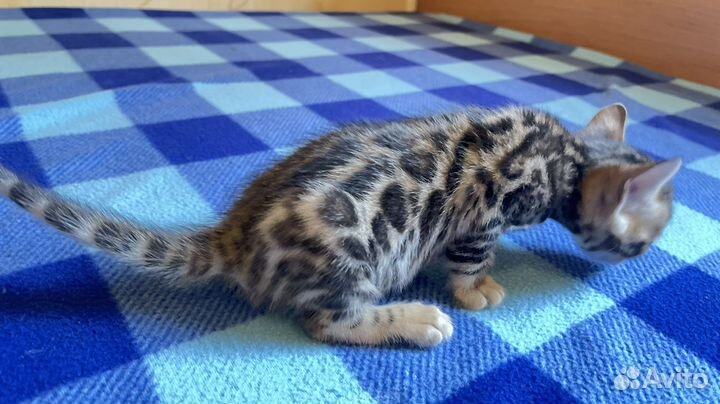 Бенгальская