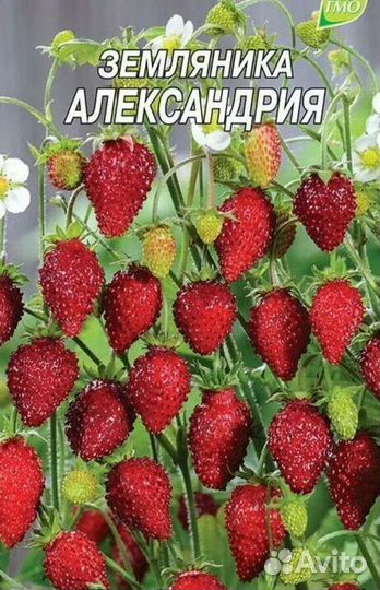 Саженцы земляники мелкоплодной