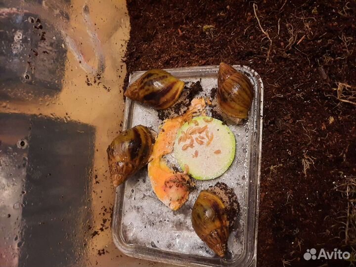 Улитки Ахатины (разные виды)