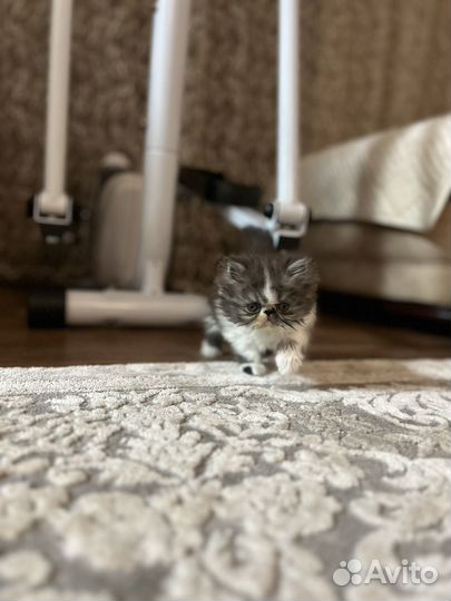Персидские котята