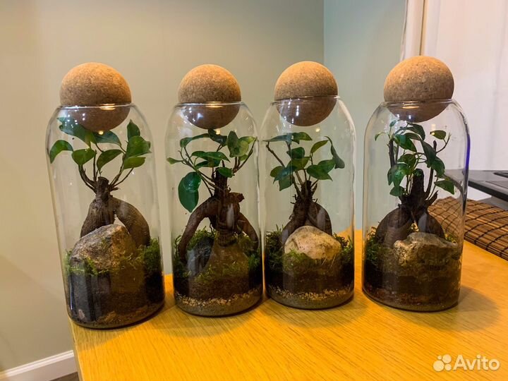 Флорариум экосистема фикус микрокарпа бонсай