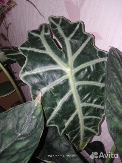 Замик Зензи,Равен,змеелистный,сингмария, аден