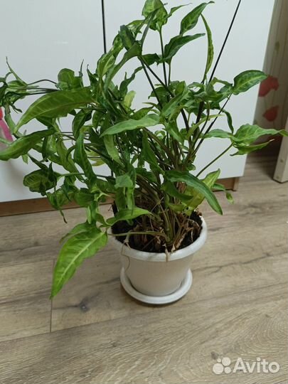 Комнатные растения