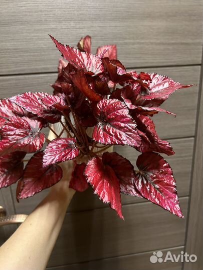 Бегония, хлорофитум, переромия