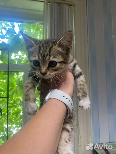 Котятки в добрые руки