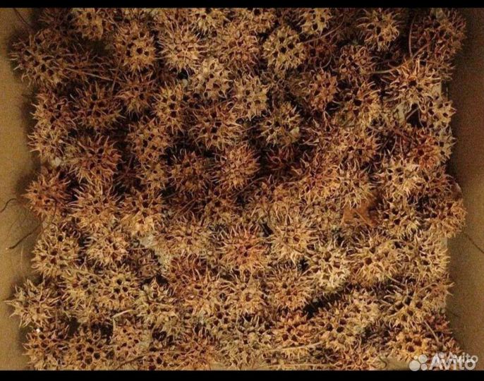 Амбровые шишки