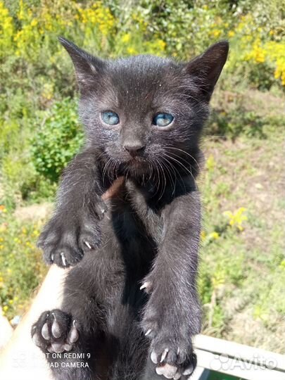 Котята в добрые руки бесплатно