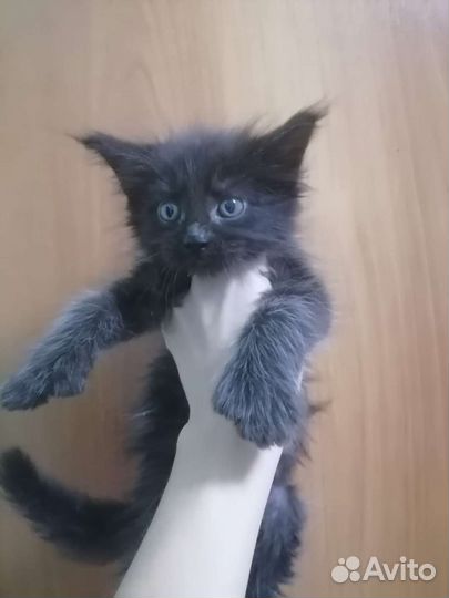 Котята мейн-кун