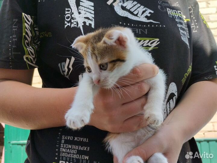 Кот и кошка