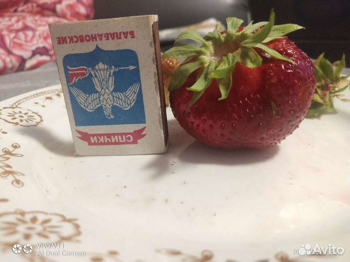 Клубника чамора Туруси, джоли, азия