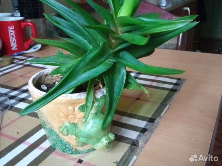 Домашний цветочек