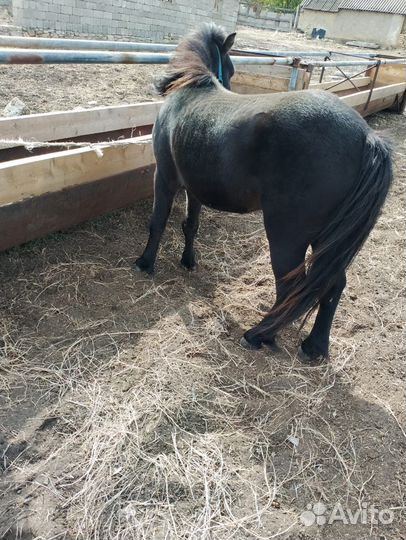 Лошадь пони