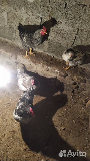 Молодые петухи