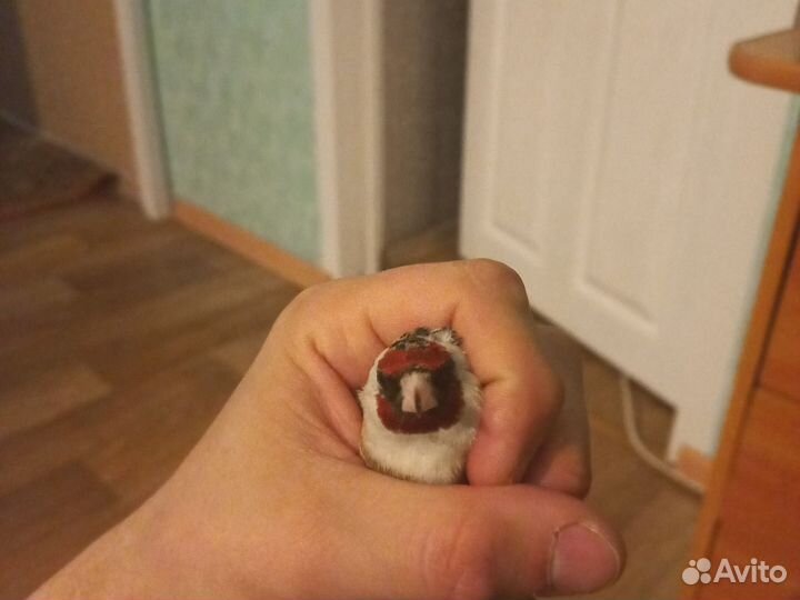 Певчие лесные птицы