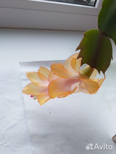 Сегменты сортовых декабристов