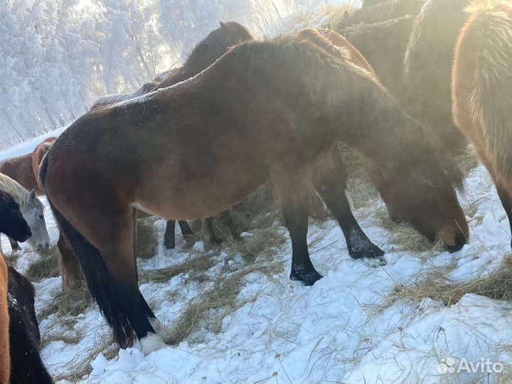 Продажа лошадей