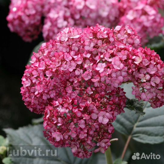 Гортензия древовидная розовая