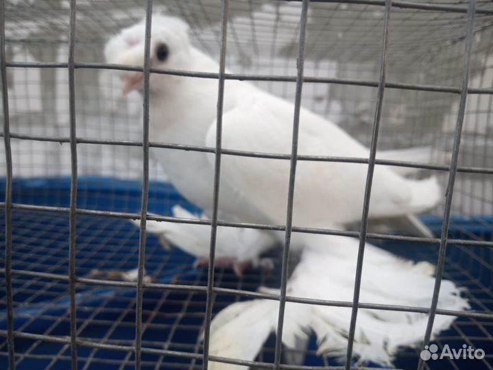 Продам,голубь