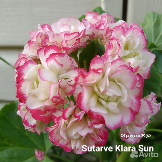 Сортовые пеларгонии