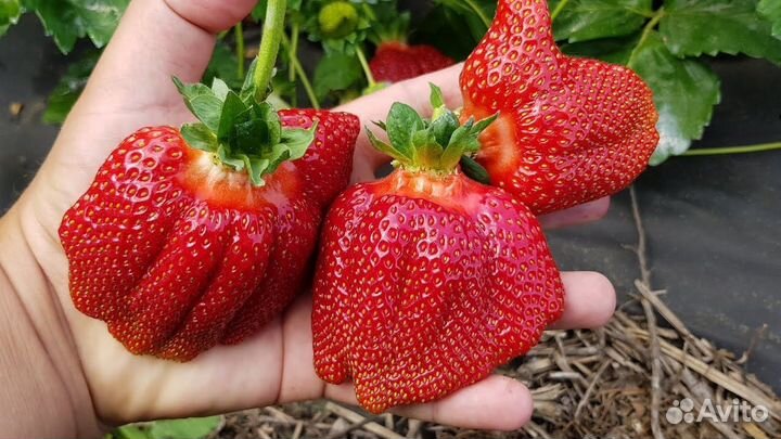 Клубника, рассада