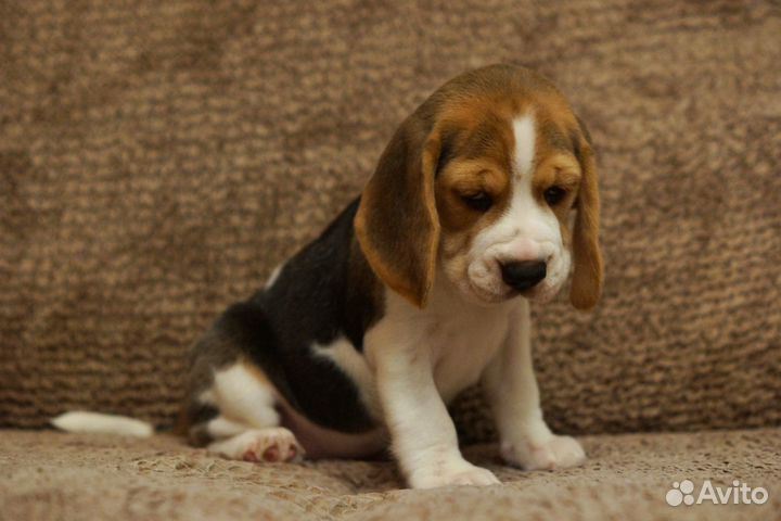 Щенки Бигля