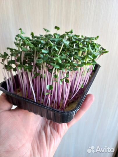 Микрозелень редис розовый