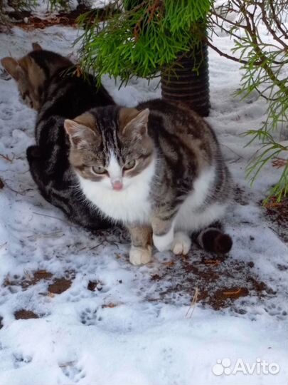 Котята в добрые руки бесплатно