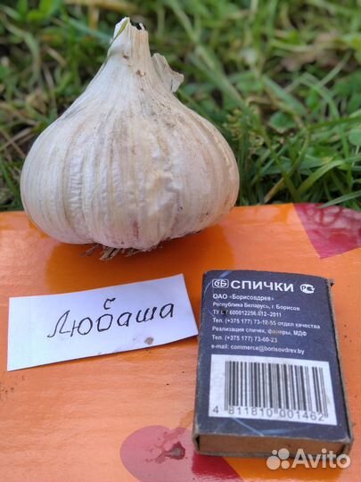 Озимый чеснок на посадку