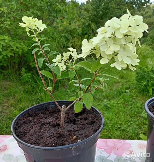 Гортензия метельчатая сорт Диамонтино