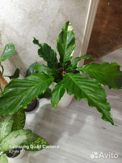 Антуриум Wave of love (волны любви)