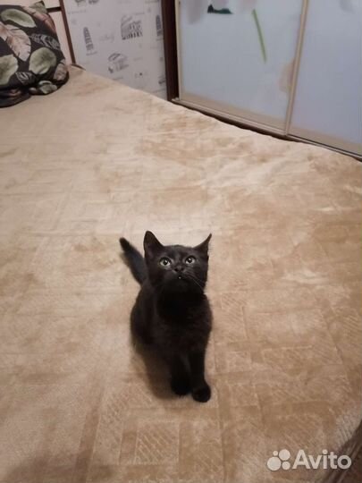 Котенок в добрые руки