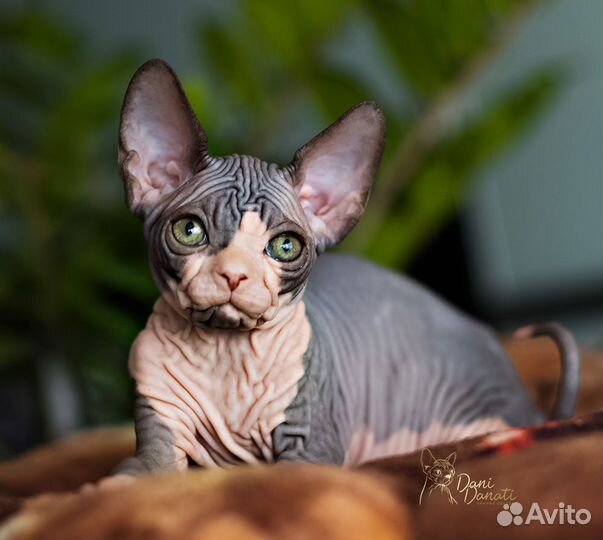 Эксклюзивный мальчик сфинкс - видео