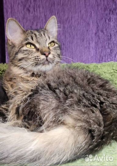 Молодая кошка