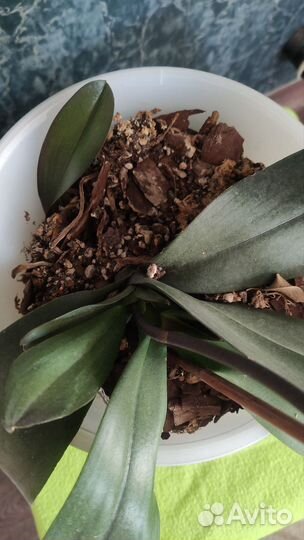 Орхидея фаленопсис