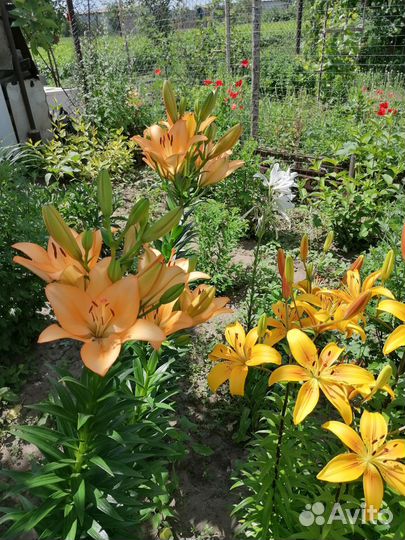 Садовые растения