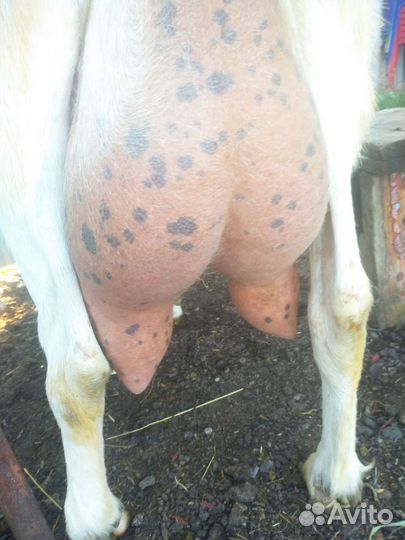 Зааненская коза