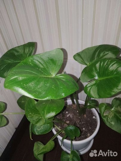 Комнатный цветок