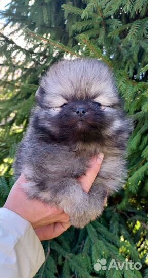 Померанский шпиц мини